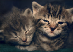 catp0rn:  Nap Time by lucias-tears  @AdorableBipolar