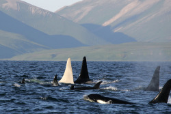 wichmanart:   Rare White Killer Whale Photographed UPDATE: The original photo has been replaced with a more recent photo of a white orca.  Originally observed in August 2010 near the Commander Islands in the North Pacific, researchers decided to wait