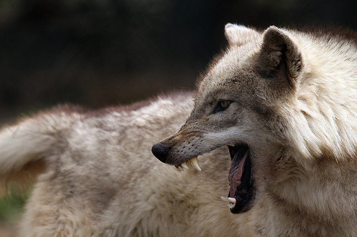 Stop Killing Wolves!