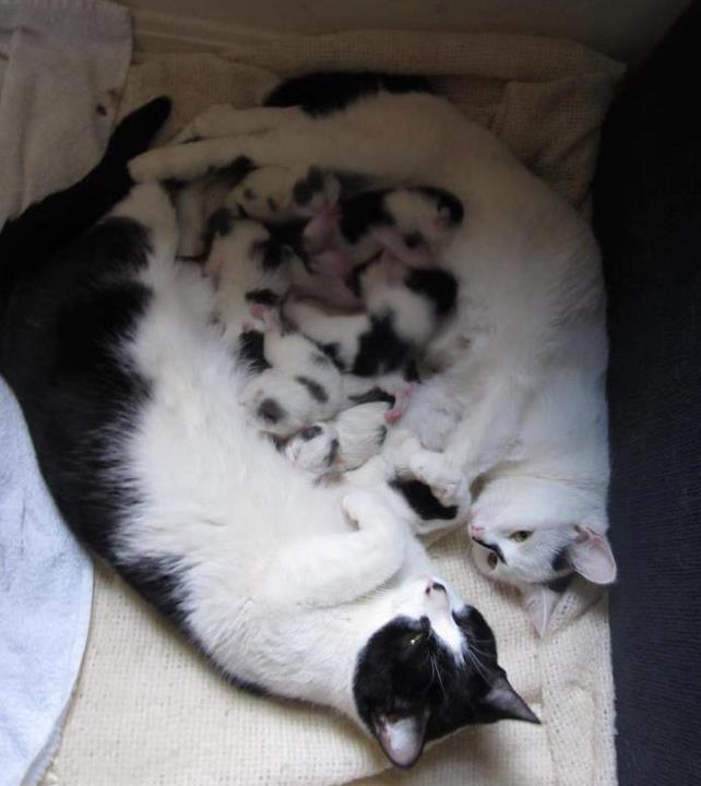 alittleveggies:  chasing-a-starlight:  Two mama cats who gave birth at the same time,