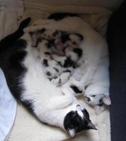 Alittleveggies:  Chasing-A-Starlight:  Two Mama Cats Who Gave Birth At The Same Time,