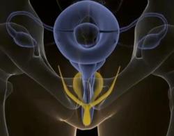 my-wanton-self:  3D Female genitalia. Guess