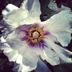 echino:  tree peony (Taken with Instagram