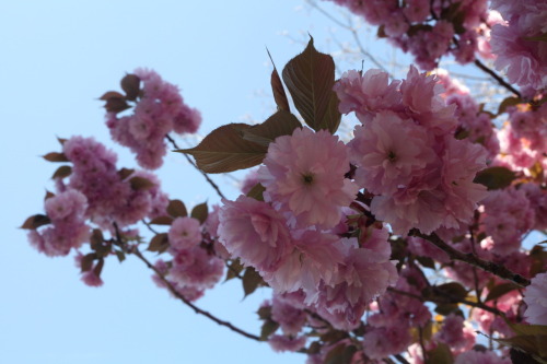 cherry blossoms, greenport