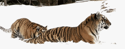 the-absolute-best-gifs:  Follow this blog, you will love it on your dashboard