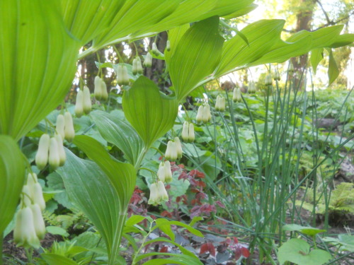 galeazzagarden:Galeazza Garden Fern Area; Polygonatum biflorum, Solomon’s Seal