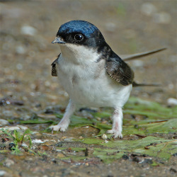 littleguysdaily:fairy-wren: house martin gathering mud (photos by m.geven)  