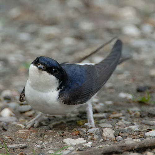 iguanamouth:euclase:House martins are the cutest because they have fuzzy lion paws that make them lo