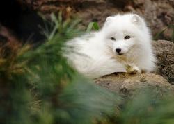 funkysafari:  Cute Arctic Fox by Brandon Christopher Warren