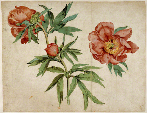 Flowers for you. Studies of Peonies, Martin Schongauer, about 1472-73. Blooming in Renaissance Drawi