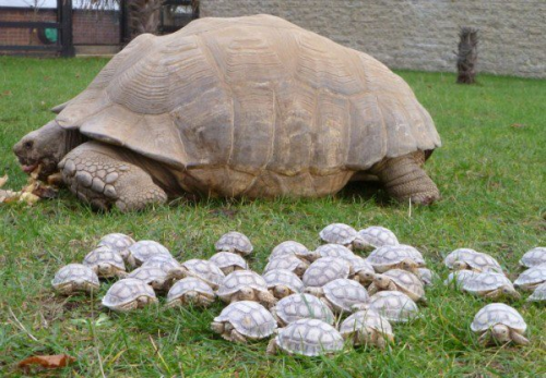 boredology:turtlesetc:tortoises return to the mother shipAHHH
