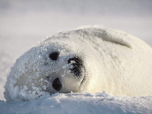 fyeah-seacreatures:  Harp Seal. By: Norris Apple Store 