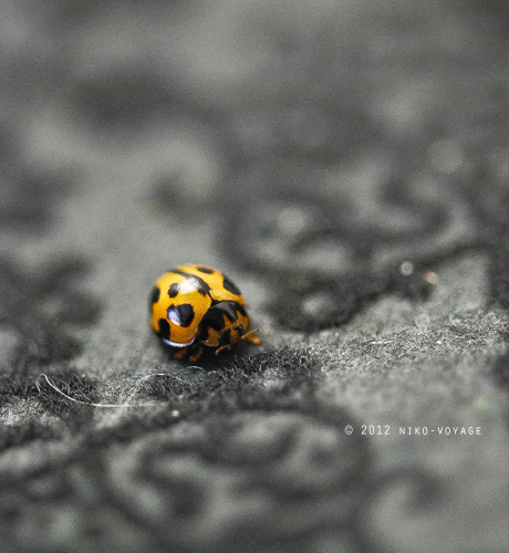 soulscaper:  Ladybug 