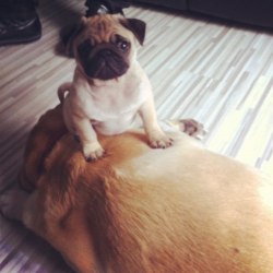 girlsgotafacelikemurder:  Yoda the big dog slayer. My two doggies! 