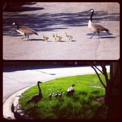 First baby Geese of the spring. I work on Goose Island, now you know why it&rsquo;s called that. #mycity #animals (Taken with instagram)