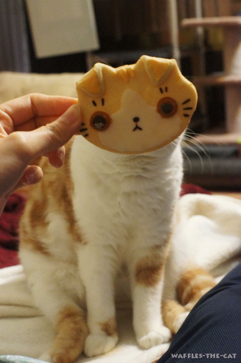 kittyssafe.tumblr.com/post/22369744225/