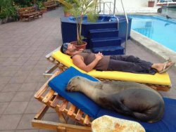 Collegehumor:   Guy Chills Out With Sea Lion By The Pool   Sometimes You Just Need