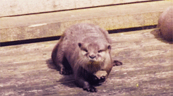 10knotes:    an otter plays with a rock porn pictures
