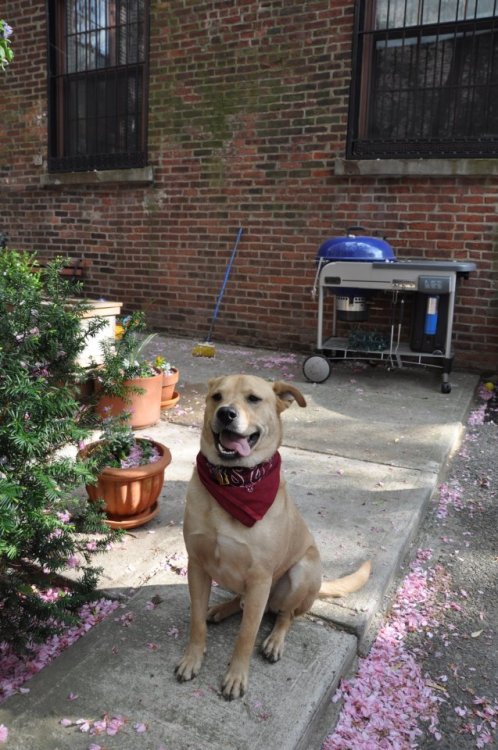 amipunkyet:WE TRIED TO TAKE SOME PICS OF GEORGE WITH CHERRY BLOSSOMS FALLING IN THE AIR BUT WHEN THE