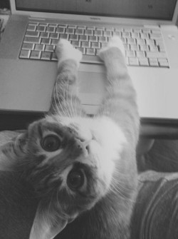 Hiya&hellip;kitten&rsquo;s up and running tonight, work work work!