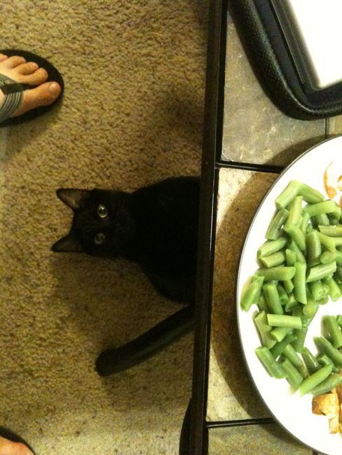 the-absolute-funniest-posts:  Follow this blog, you will love it on your dashboard
