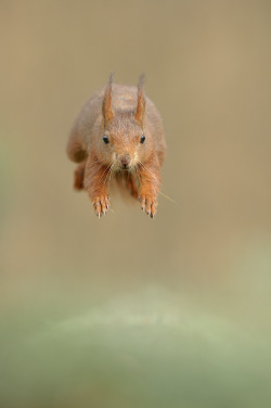 magicalnaturetour:   “Incoming!!!!” by