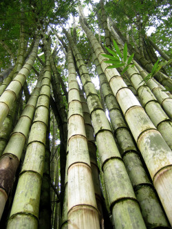 isensualist:  Bamboo 