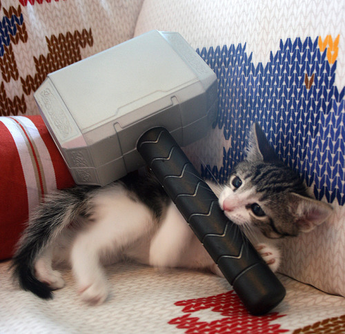 tocite:  the playtime lovingly known as meowlnir 