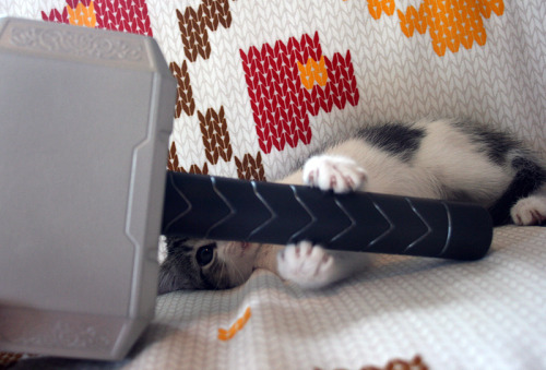 tocite:  the playtime lovingly known as meowlnir 