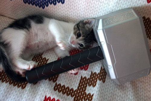 tocite:  the playtime lovingly known as meowlnir 