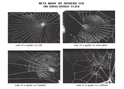 dancingacrossthekeys:  ju-like-this:  f-oxey:   wikatiepedia:   eveskk:   soulfreeisthewaytobe:   how cool is this.   Can we talk about how they drugged spiders   Maybe I should stop drinking so much coffee and do LSD isntead   How is the LSD web the