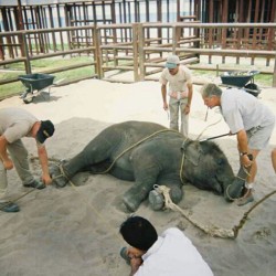 peacefulwarri0r:  this is how they “teach” elephants to do “tricks” for the circus, for YOUR entertainment!!! they aren’t toys. they do NOT belong to us. they’re living beings with a heart &amp; feelings. Grrr! please, don’t pay for their