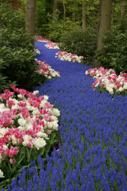 microbe: A path of blue flowers in the Keukenhof