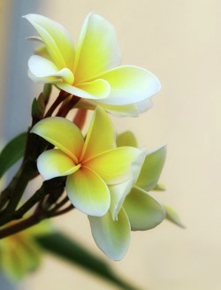 love-knot:  Pretty Yellow Plumeria…