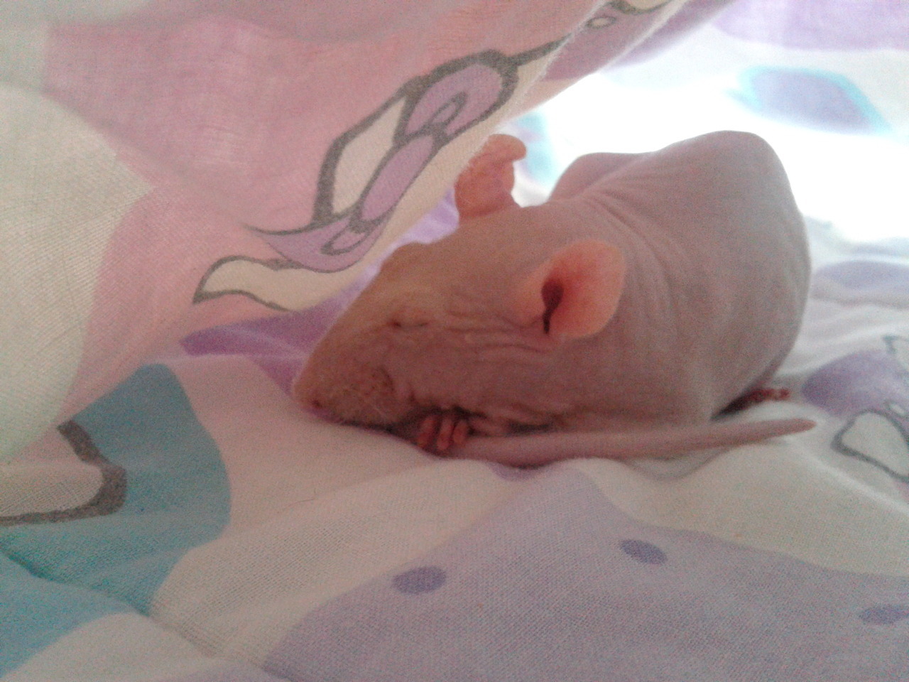 effyeahrats:  Codito &lt;3  THIS RAT IS BEAUTIFUL.  GRAHAM AND TORI NEED TO