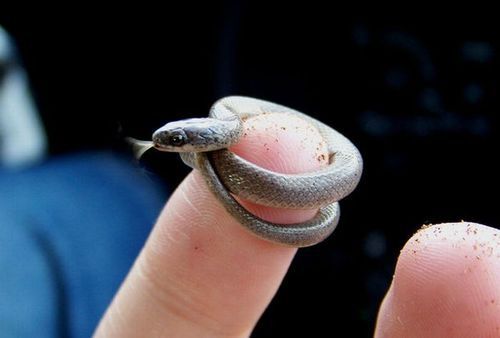 tomspets:  THE TINIEST SNAKE I HAV EVER SEEN. porn pictures
