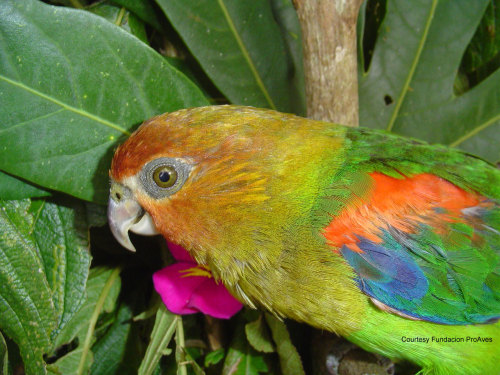 birdtalkmagazine:  This awesome parrot is the rusty-faced parrot (Hapalopsittaca amazonina) and Colombian researchers have been studying this parrot in the Colibri del Sol Bird Reserve to learn how the parrots make use of their habitat. Read more about