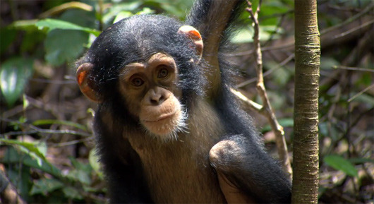 ‘Chimpanzee’ star Oscar is missing
The adorable primate featured in the hit film has not been seen since production wrapped last year.