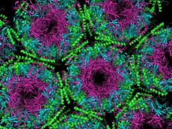 amolecularmatter:  A prion, pictured above, is an infectious agent comprised only of a protein in misfolded form. It lies in stark contrast to all other known infectious agents; even the simplest bacterium or virus contains nucleic acids (either DNA,