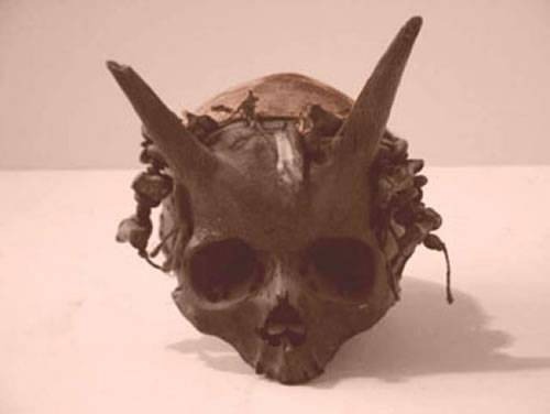 muscavomitoria:This skull was discovered in France between 1920 and 1940. Its easily one of the more