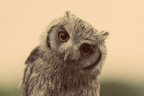 YOU ONLY LIVE ONCE.