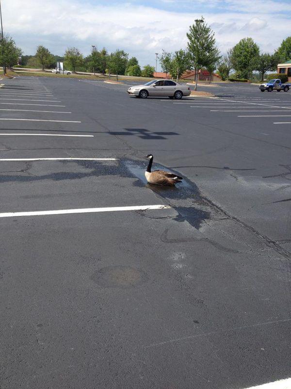 the-absolute-funniest-posts:  fluttersquid: optimistic Canadian goose   Follow