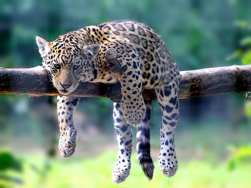 aquaticwonder:  (by home77_Pascale)