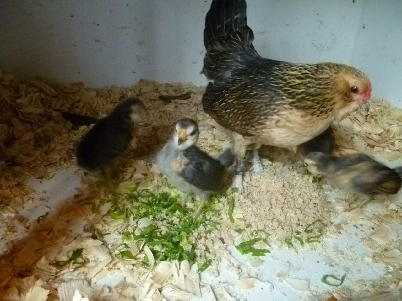 ms-ashri:  Pics of my chickies from…April 10th, two weeks after they were born.