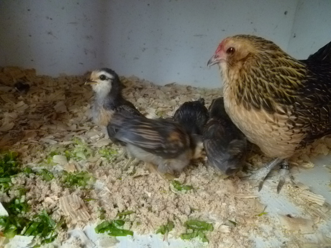 ms-ashri:  Pics of my chickies from…April 10th, two weeks after they were born.