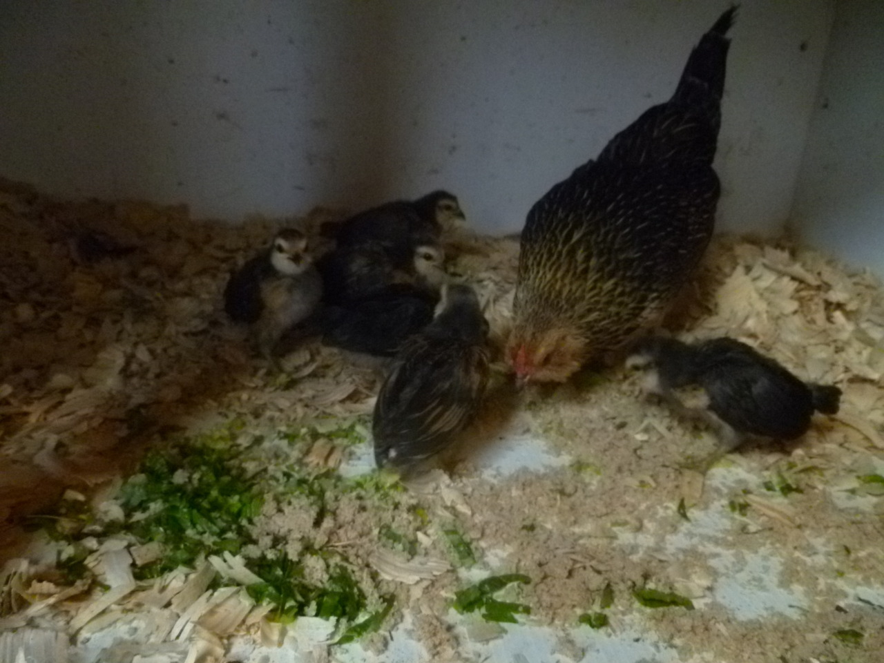 ms-ashri:  Pics of my chickies from…April 10th, two weeks after they were born.
