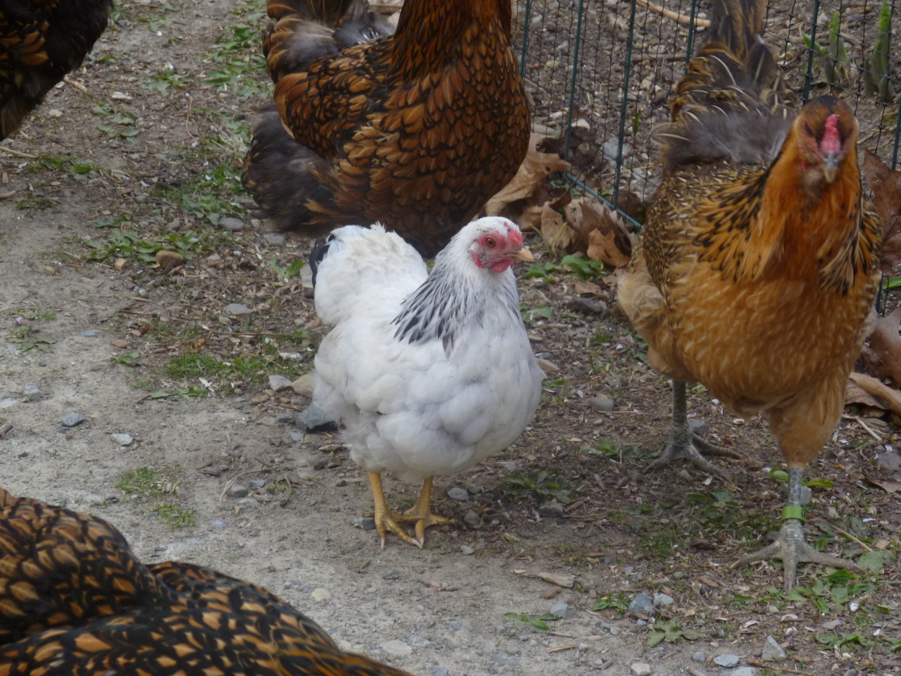 ms-ashri:  Pics of my chickies from…April 10th, two weeks after they were born.