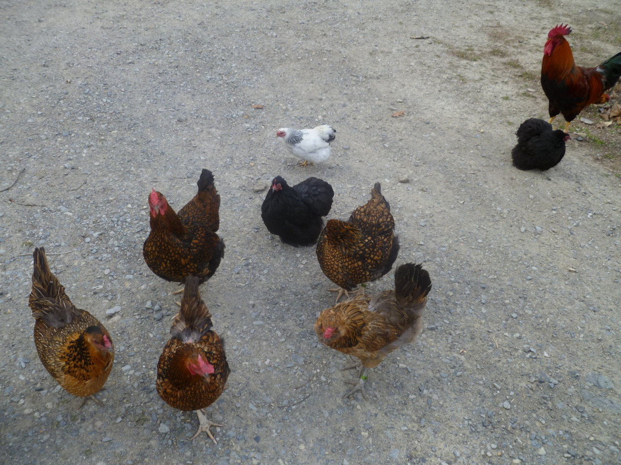 ms-ashri:  Pics of my chickies from…April 10th, two weeks after they were born.