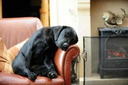 movetothemusic:  psychicvampirism:  nocturnalzombie:   They told me the big black Lab’s name was Reggie, as I looked at him lying in his pen. The shelter was clean, no-kill, and the people really friendly. I’d only been in the area for six months,