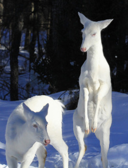 c0caine-rapt0r:  Albino Whitetail Deer 